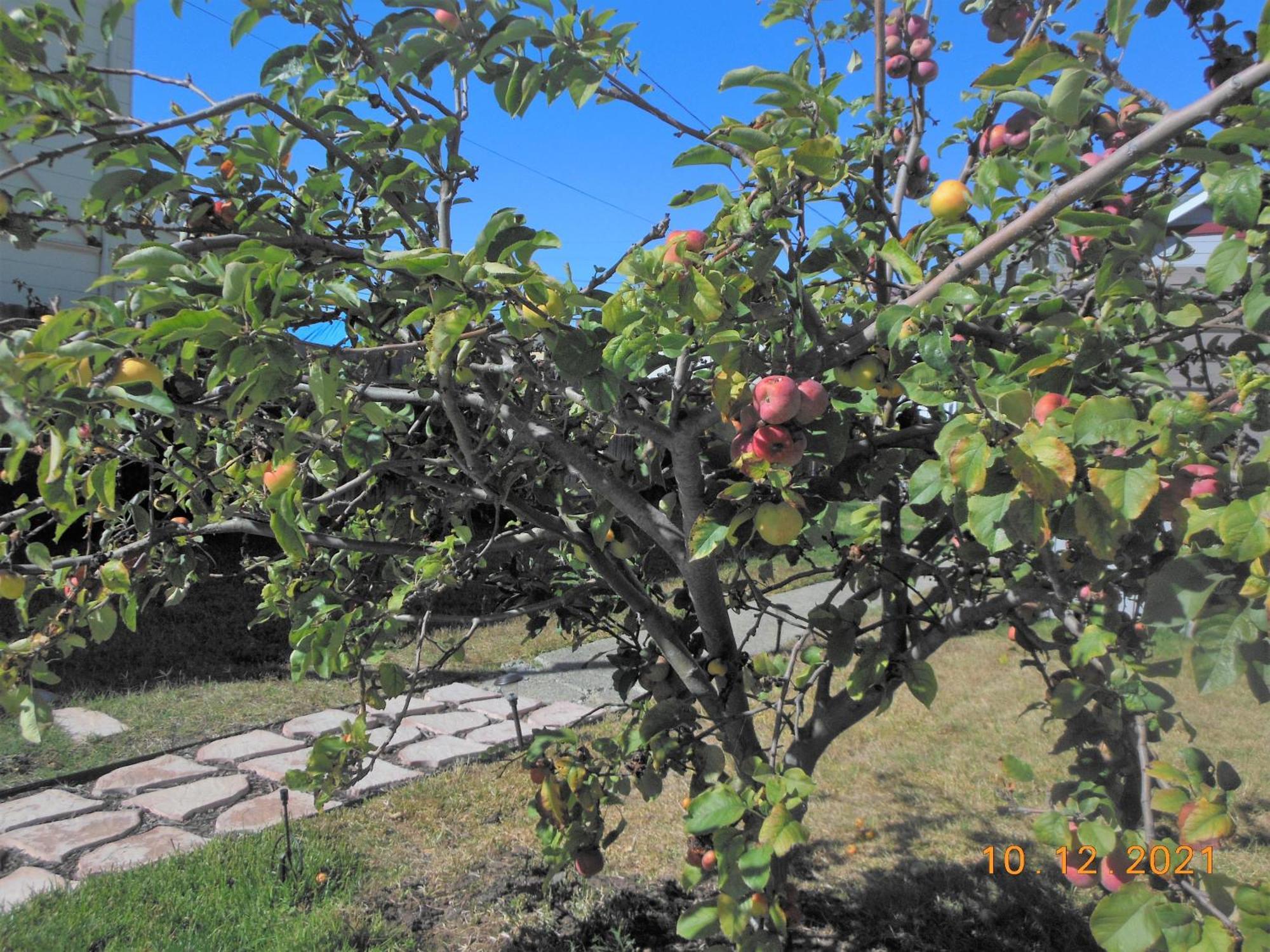 Alameda 2Br 2Ba House, Ac, Near Ferry To San Francisco, 2 Free Parking Spaces エクステリア 写真